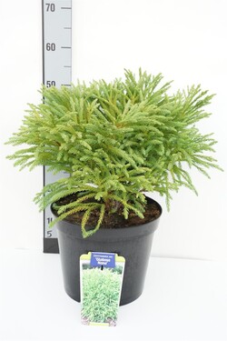 Kriptomerija japoninė (Lot Cryptomeria j.) 'Globosa Nana' C10 40-50 CM