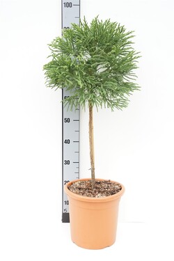 Kriptomerija japoninė (Lot Cryptomeria j.) 'Globosa Nana' C9 KOTAS 40 CM | KRIPTOMERIJOS | SPYGLIUOČIAI