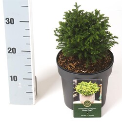 Kriptomerija japoninė (Lot Cryptomeria j.) 'Green Pearl' C2,5/P18 15-20 CM | KRIPTOMERIJOS | SPYGLIUOČIAI