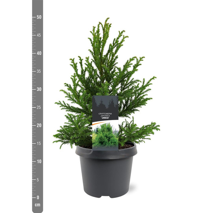 Kriptomerija japoninė (Lot Cryptomeria j.) 'Jindai' C3/P19 30-40 CM