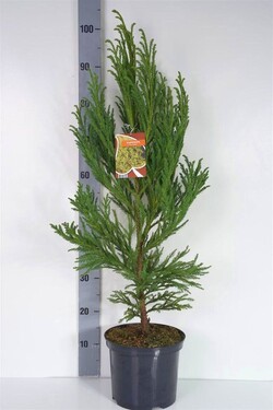 Kriptomerija japoninė (Lot Cryptomeria j.) 'Jindai' C5/P23 50-60 CM