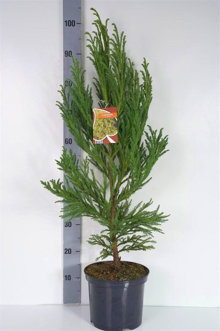 Kriptomerija japoninė (Lot Cryptomeria j.) 'Jindai' C5/P23 50-60 CM