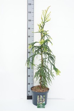 Kriptomerija japoninė (Lot Cryptomeria j.) 'Kyara Gold' C5/P23 50-60 CM