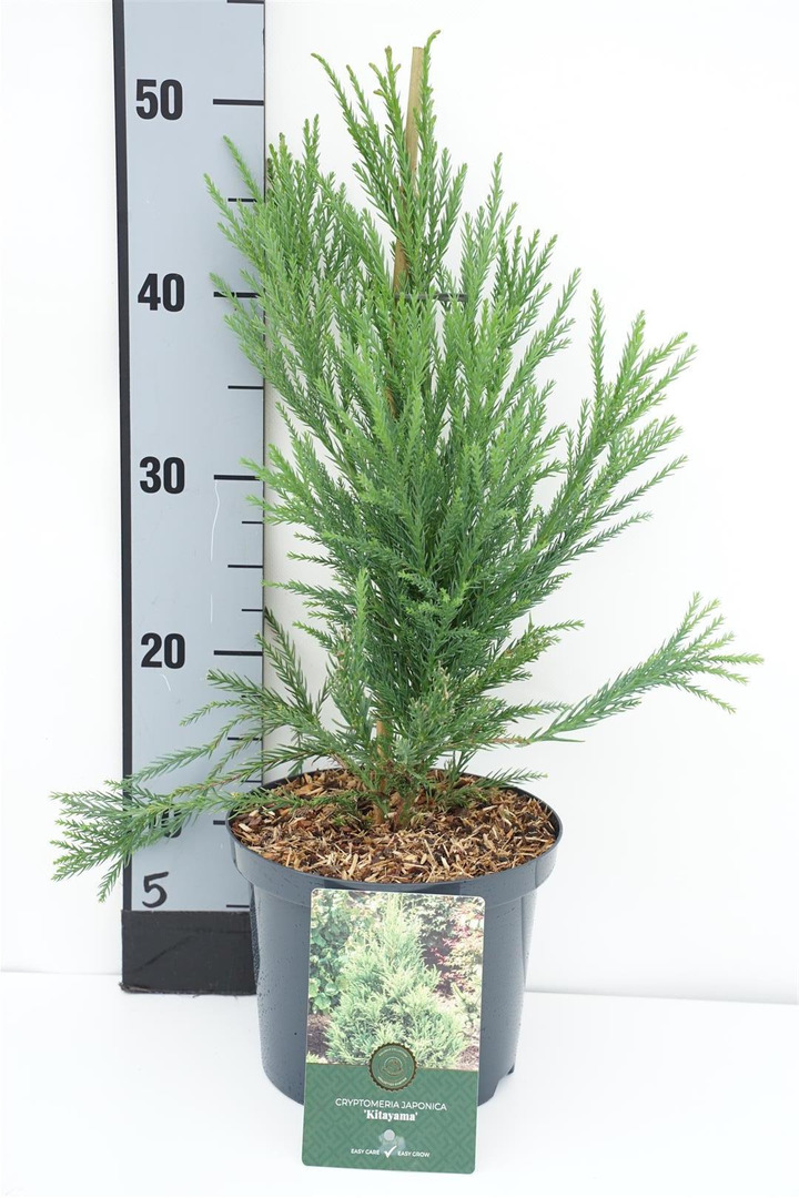Kriptomerija japoninė (Lot Cryptomeria j.) 'Kitayama' C2,5/P18 30-40 CM
