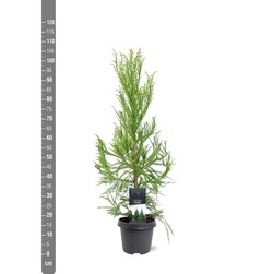 Kriptomerija japoninė (Lot Cryptomeria j.) 'Kitayama' C5/P23 80-100 CM