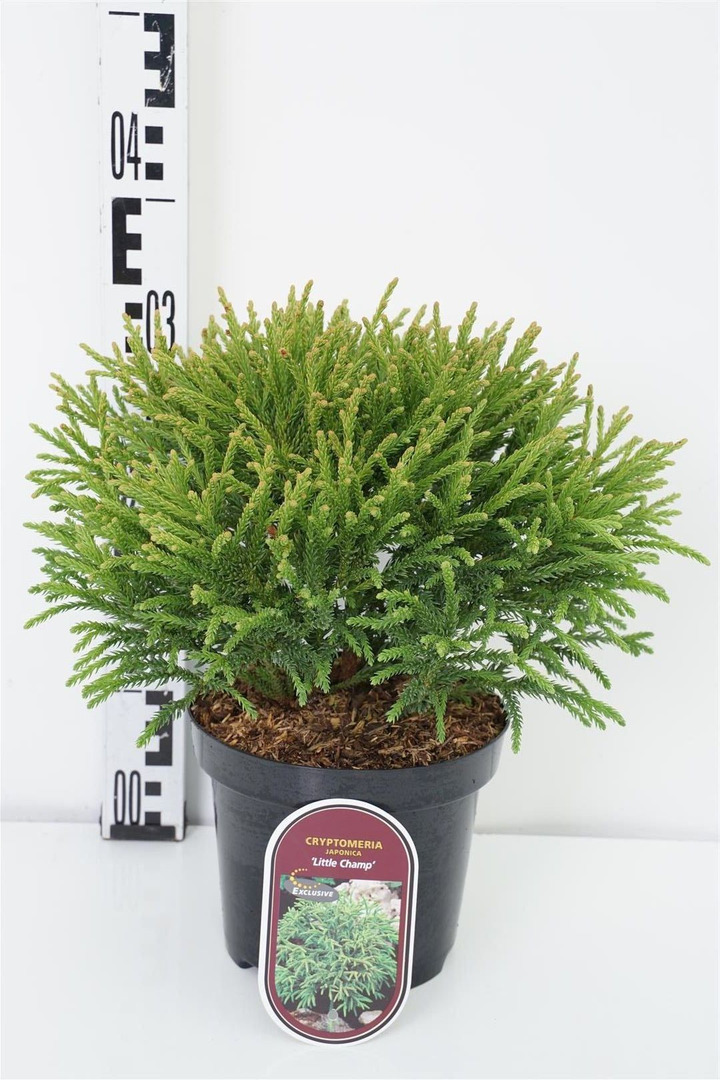 Kriptomerija japoninė (Lot Cryptomeria j.) 'Little Champion' C2,5/P18 25-30 CM