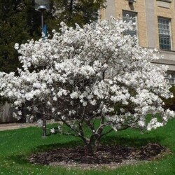 Magnolija Žvaigždinė (Lot. Magnolia Stellata) ROYAL STAR C3 30-40CM - nuotrauka 2