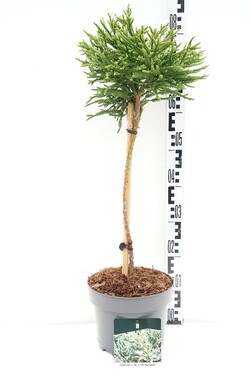 Kriptomerija japoninė (Lot Cryptomeria j.) 'Little Champion' C5/P23 STIEBAS 40 CM - nuotrauka 1