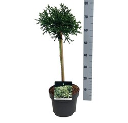 Kriptomerija japoninė (Lot Cryptomeria j.) 'Little Champion' C5/P23 STIEBAS 40 CM - nuotrauka 2