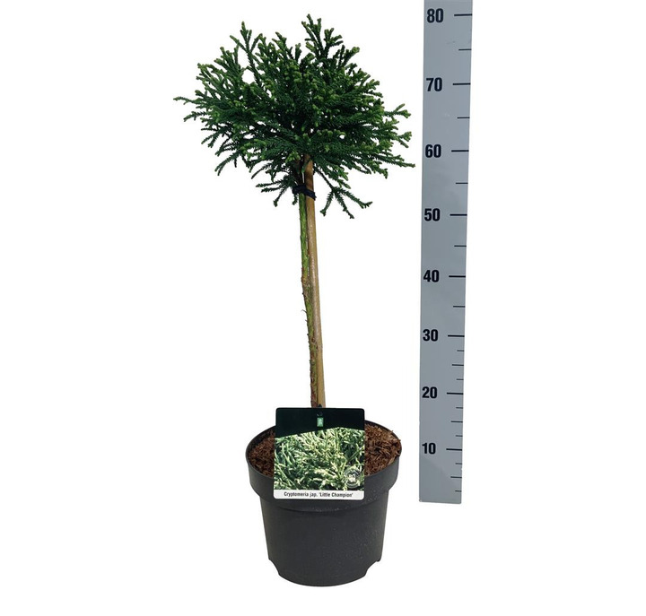 Kriptomerija japoninė (Lot Cryptomeria j.) 'Little Champion' C5/P23 KOTAS 40 CM | KRIPTOMERIJOS | SPYGLIUOČIAI