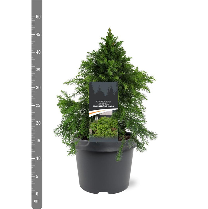 Kriptomerija japoninė (Lot Cryptomeria j.) 'Monstrosa Nana' C3/P19 25-30 CM | KRIPTOMERIJOS | SPYGLIUOČIAI