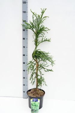 Kriptomerija japoninė (Lot Cryptomeria j.) 'Rasen' C5/P23 60-80 CM