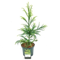 Kriptomerija japoninė (Lot Cryptomeria j.) 'Sekkan' C2,5/P18 30-40 CM | KRIPTOMERIJOS | SPYGLIUOČIAI