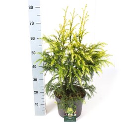 Kriptomerija japoninė (Lot Cryptomeria j.) 'Sekkan' C5/P23 40-50 CM - nuotrauka 2