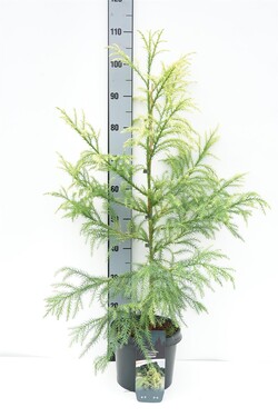 Kriptomerija japoninė (Lot Cryptomeria j.) 'Sekkan' C5/P23 60-80 CM - nuotrauka 1