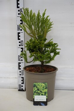 Kriptomerija japoninė (Lot Cryptomeria j.) 'Serama' C5/P23 30-40 CM