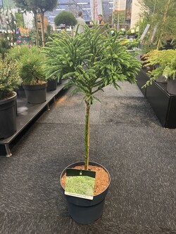 Kriptomerija japoninė (Lot Cryptomeria j.) 'Toad' C5/P23 STIEBAS 40 CM - nuotrauka 1