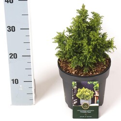 Kriptomerija japoninė (Lot Cryptomeria j.) 'Twinkle Toes' C2,5/P18 15-20 CM | KRIPTOMERIJOS | SPYGLIUOČIAI