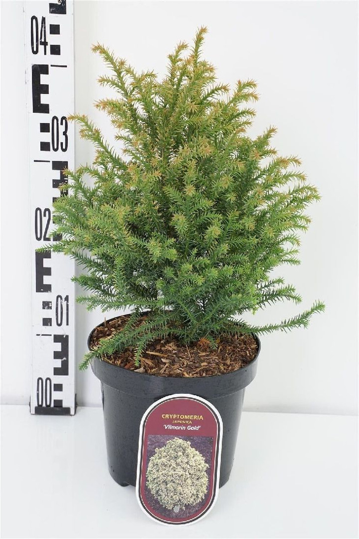 Kriptomerija japoninė (Lot Cryptomeria j.) 'Vilmorin Gold' C2,5/P18 20-25 CM | KRIPTOMERIJOS | SPYGLIUOČIAI
