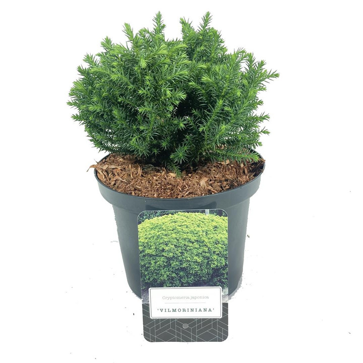 Kriptomerija japoninė (Lot Cryptomeria j.) 'Vilmoriniana' C2,5/P18 15-20 CM | KRIPTOMERIJOS | SPYGLIUOČIAI