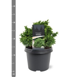Kriptomerija japoninė (Lot Cryptomeria j.) 'Yokohama' C3/P19 20-25 CM | KRIPTOMERIJOS | SPYGLIUOČIAI