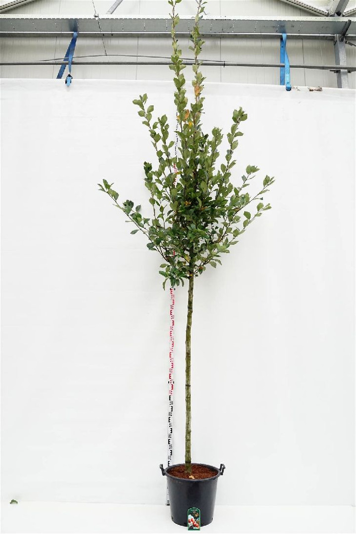 Gudobelė grauželinė (Lot Crataegus lav.) 'Carrierei' C50 KAMIENO APIMTIS 12-14 CM STANDARD