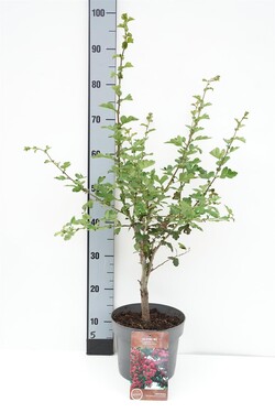 Gudobelė grauželinė (Lot Crataegus laev.) 'Paul's Sc. Hamlet' C4/P21 60-80 CM