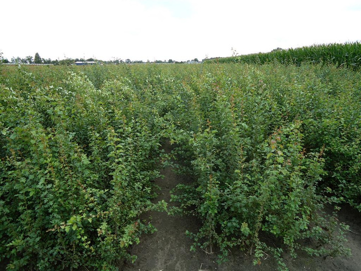 Gudobelė vienapiestė (Lot Crataegus monogyna)  1+1 40-60 CM