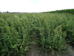 Gudobelė vienapiestė (Lot Crataegus monogyna)  1+1 50-80 CM