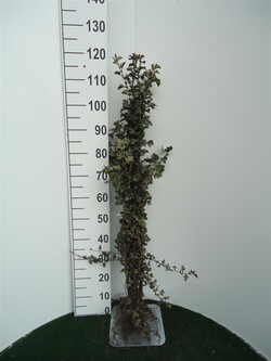 Gudobelė vienapiestė (Lot Crataegus monogyna)  1+1 60-100 CM