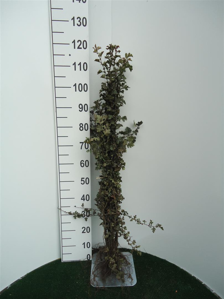 Gudobelė vienapiestė (Lot Crataegus monogyna)  1+1 60-100 CM