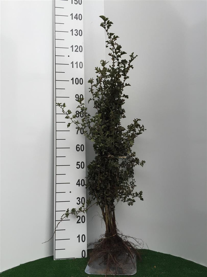 Gudobelė vienapiestė (Lot Crataegus monogyna)  1+2 80-100 CM