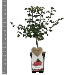 Gudobelė rausvažiedė (Lot Crataegus media) 'Paul's Scarlet' C5/P23 BUSH - nuotrauka 2