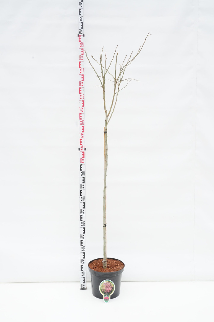 Gudobelė rausvažiedė (Lot Crataegus media) 'Paul's Scarlet' C10 STIEBAS 120 CM