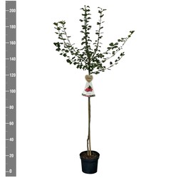 Gudobelė rausvažiedė (Lot Crataegus media) 'Paul's Scarlet'  C7,5/P26 STIEBAS 120 CM - nuotrauka 2