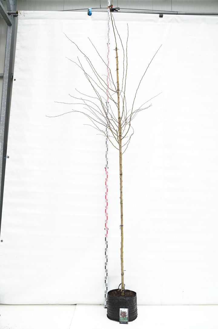 Gudobelė rausvažiedė (Lot Crataegus media) 'Paul's Scarlet' C20 KAMIENO APIMTIS 8-10 CM STANDARD