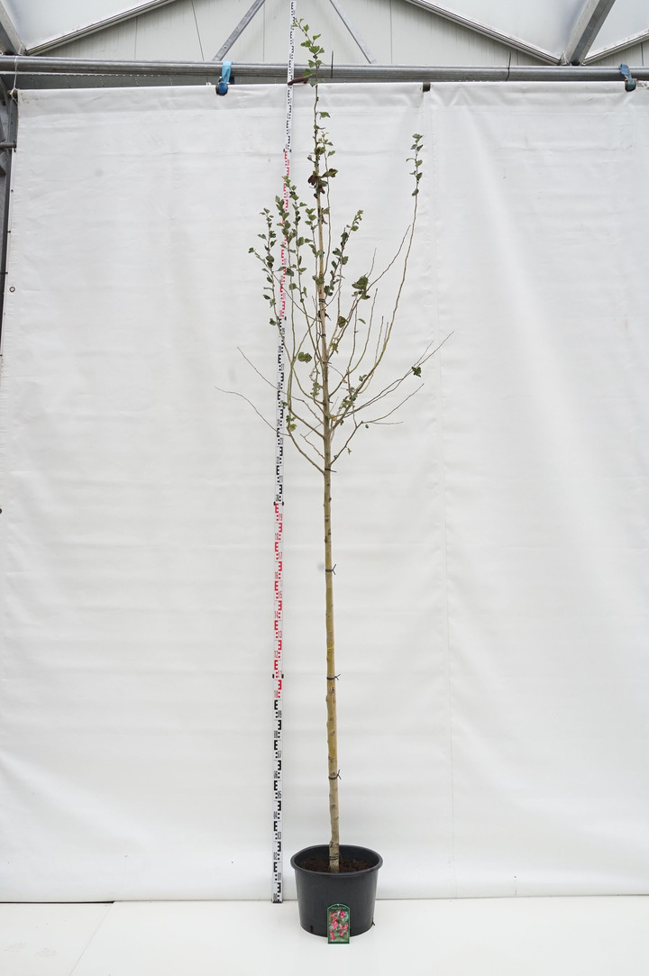 Gudobelė rausvažiedė (Lot Crataegus media) 'Paul's Scarlet' C35 KAMIENO APIMTIS 8-10 CM STANDARD