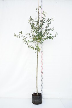 Gudobelė (Lot Crataegus mordenensis) 'Toba' C20 KOTO APIMTIS 8-10 CM | GUDOBELĖS | MEDŽIAI