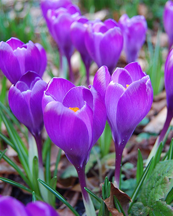 Krokai (Lot Crocus) 'Remembrance' SVOGUNĖLIAI 100 VNT