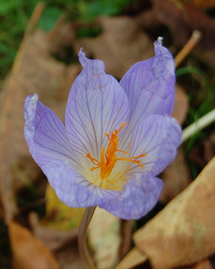 Krokai sativus (Lot Crocus sativus)  SVOGUNĖLIAI 100 VNT