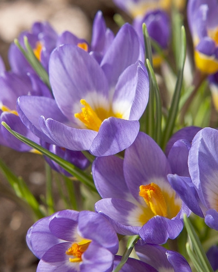 Krokai sieberi (Lot Crocus sieberi)  SVOGUNĖLIAI 100 VNT