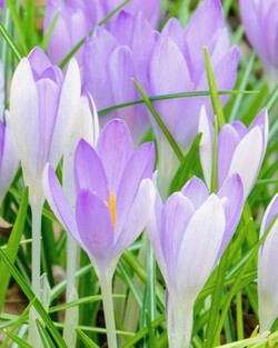 Krokai tommasinianus (Lot Crocus tommasinianus) | KROKAI | SVOGŪNINĖS GĖLĖS