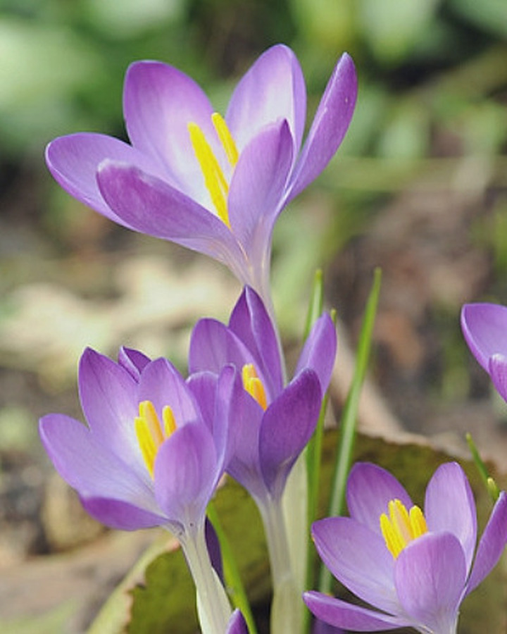 Krokai tomm. (Lot Crocus tomm.) 'Whitewell Purple' | KROKAI | SVOGŪNINĖS GĖLĖS