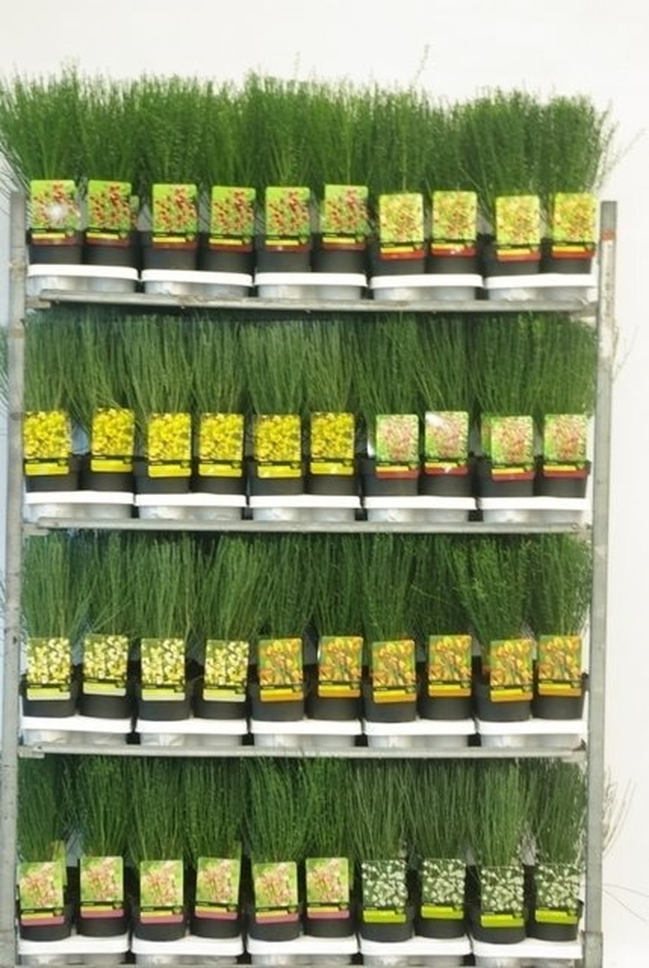 Spigliuočiai MIX (Lot Cytisus in)  C1,5/P14 30-40 CM