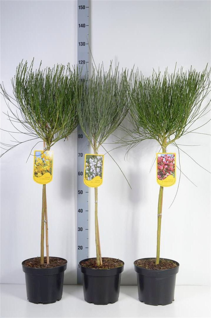 Cytisus MIX (Lot Cytisus in)  C5/P23 STIEBAS 60 CM