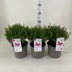 Daboecia MIX (Lot Daboecia in)   C3/P19 20-25 CM Lilac & Pink