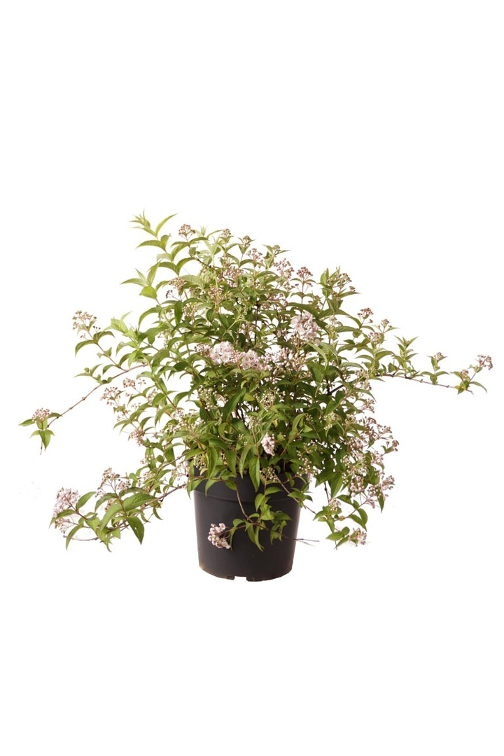 Deucija compacta (Lot Deutzia compacta) 'Lavender Time' C4/P21 30-40 CM