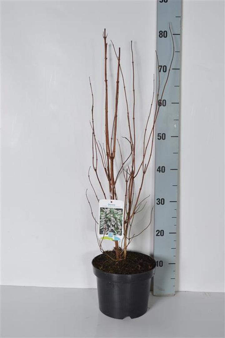 Deucija rinčiuotoji/ Radasta (Lot Deutzia cren.) 'Pride of Rochester' C3/P19 40-50 CM | DEUCIJOS | KRŪMAI