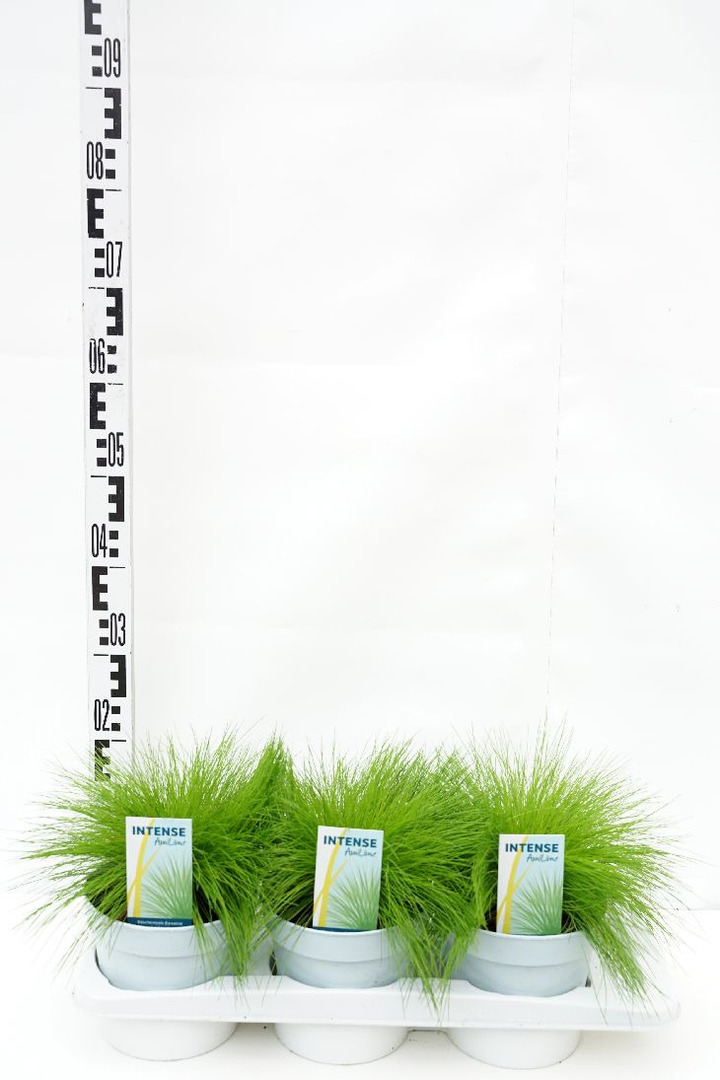 Lanksčioji šluotsmilgė (Lot Deschampsia flexuosa) 'AmiLime' C2/P17 | ŠLUOTSMILGĖ | SMILGOS - VARPINIAI AUGALAI
