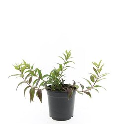 Deucija grakščioji (Lot Deutzia gracilis) 'Nikko' C1,5/P15